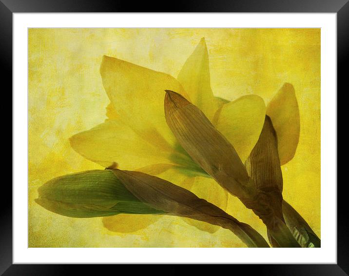  daffodil days Framed Mounted Print by Heather Newton