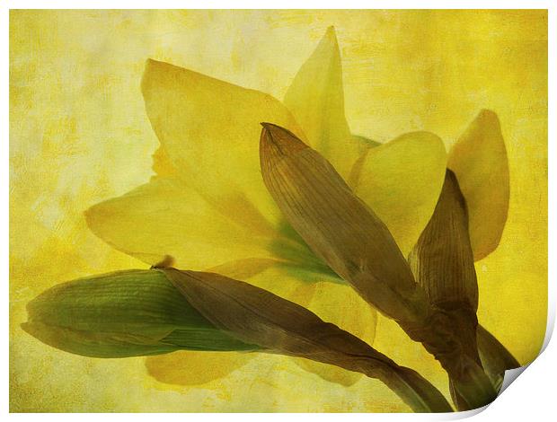  daffodil days Print by Heather Newton