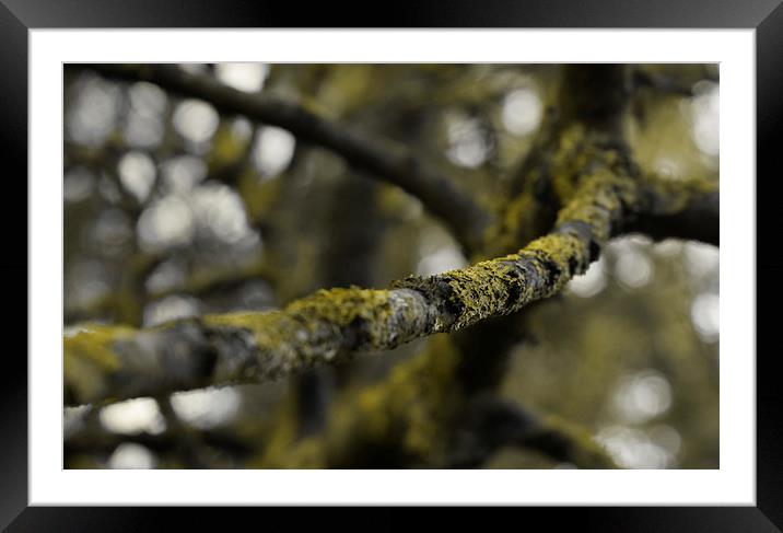  The Lichen Branch Framed Mounted Print by Iona Newton