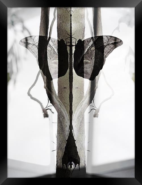 Symmetry Framed Print by Iona Newton