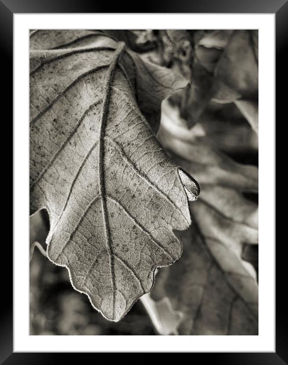 winter leaves (black and white) Framed Mounted Print by Heather Newton