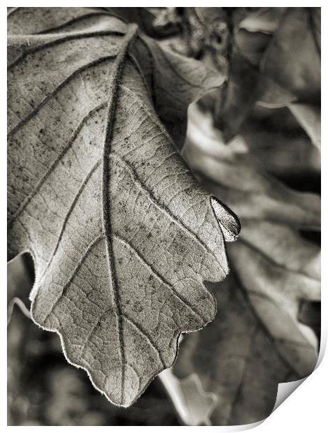 winter leaves (black and white) Print by Heather Newton