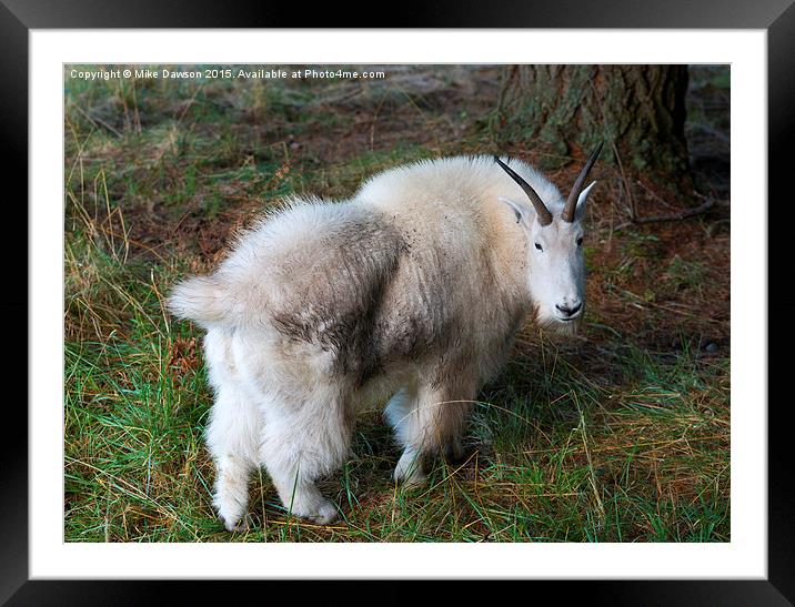 Grazing Mountain Goat Framed Mounted Print by Mike Dawson