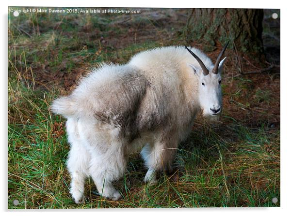 Grazing Mountain Goat Acrylic by Mike Dawson