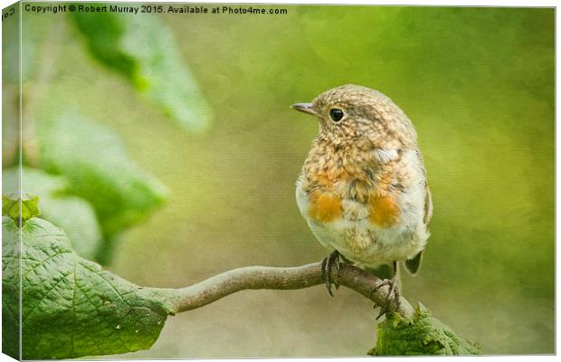 Young Robin 2 Canvas Print by Robert Murray