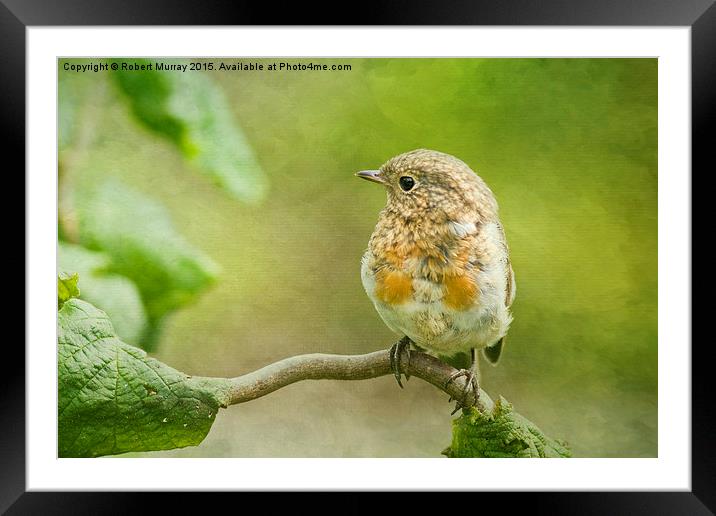  Young Robin 2 Framed Mounted Print by Robert Murray