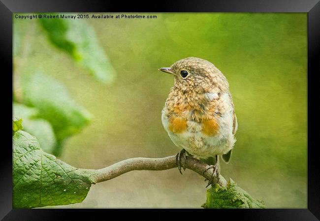  Young Robin 2 Framed Print by Robert Murray