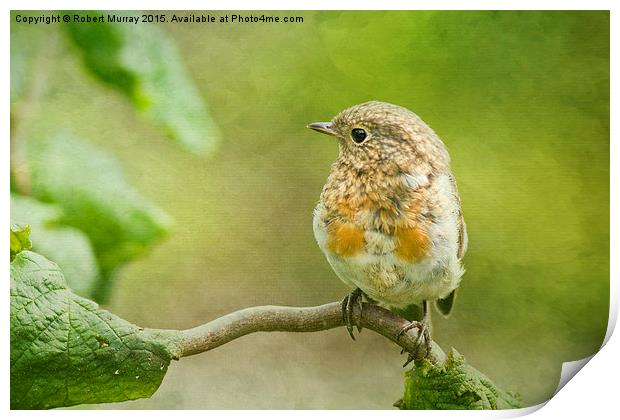  Young Robin 2 Print by Robert Murray