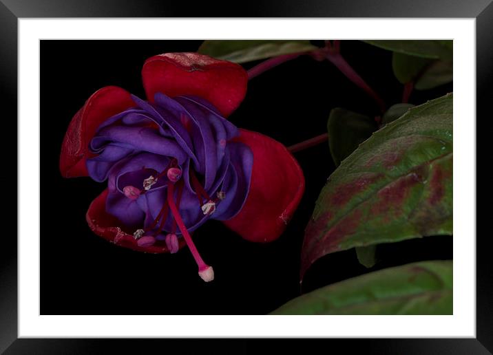  Red and purple fuschia  Framed Mounted Print by Eddie John