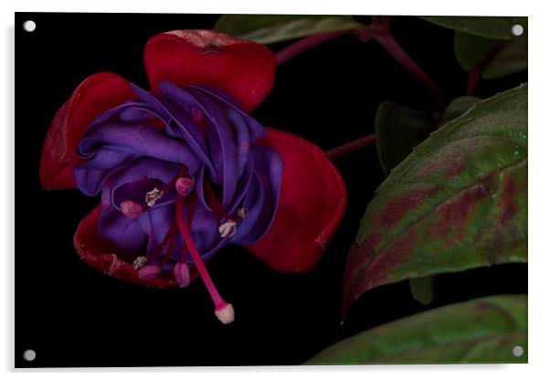  Red and purple fuschia  Acrylic by Eddie John