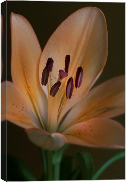  lily with yellow petals  Canvas Print by Eddie John