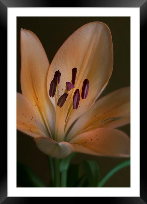  lily with yellow petals  Framed Mounted Print by Eddie John