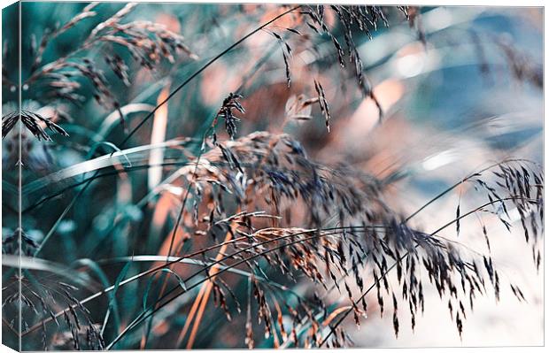  Silver Grass After Rain  Canvas Print by Jenny Rainbow