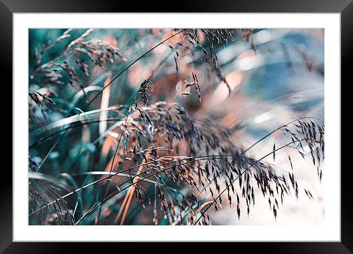  Silver Grass After Rain  Framed Mounted Print by Jenny Rainbow