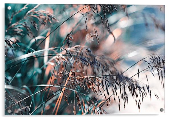  Silver Grass After Rain  Acrylic by Jenny Rainbow