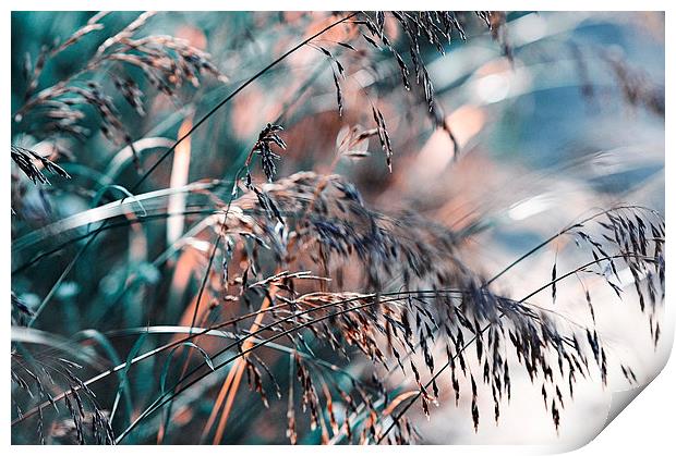  Silver Grass After Rain  Print by Jenny Rainbow