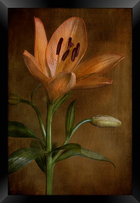  lily flower in bloom Framed Print by Eddie John