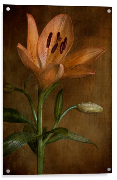 lily flower in bloom Acrylic by Eddie John