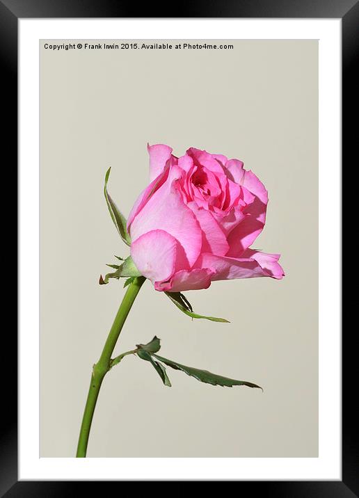  Pinkish red Hybrid Tea Rose Framed Mounted Print by Frank Irwin