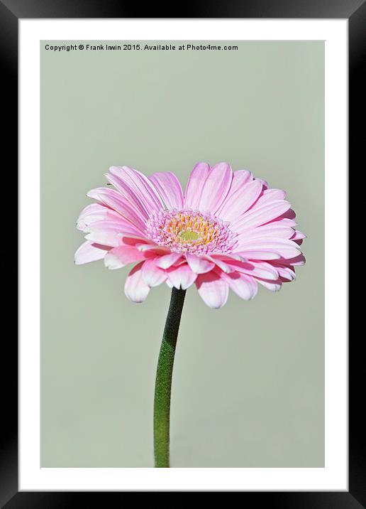  Pink Gerbera flower Framed Mounted Print by Frank Irwin