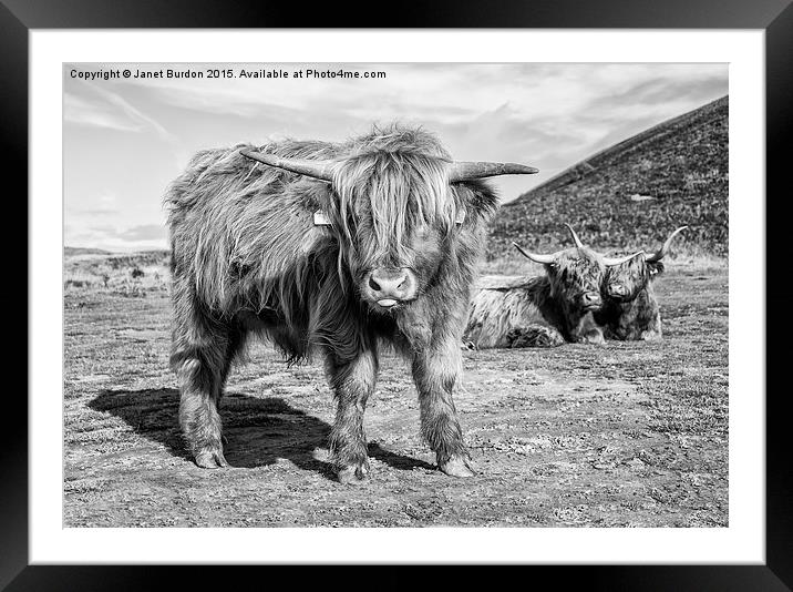 Highland cattle  Framed Mounted Print by Janet Burdon