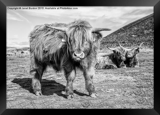 Highland cattle  Framed Print by Janet Burdon