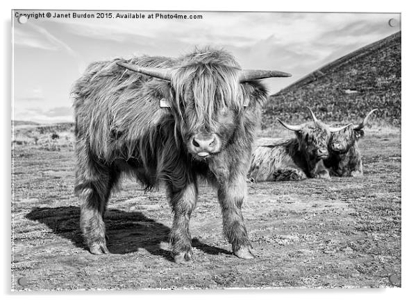 Highland cattle  Acrylic by Janet Burdon