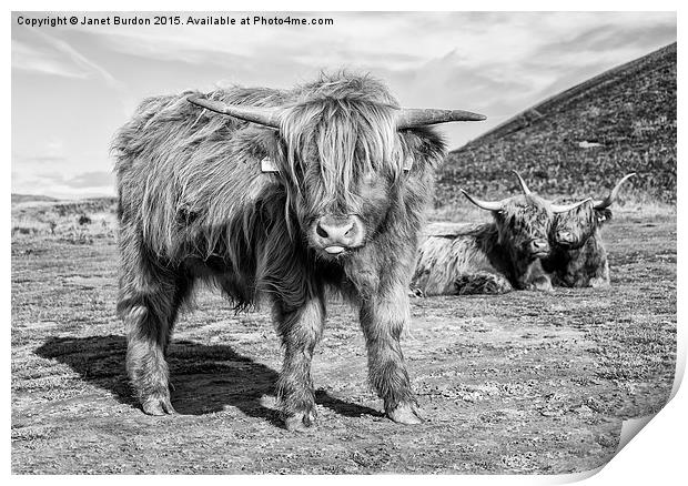 Highland cattle  Print by Janet Burdon