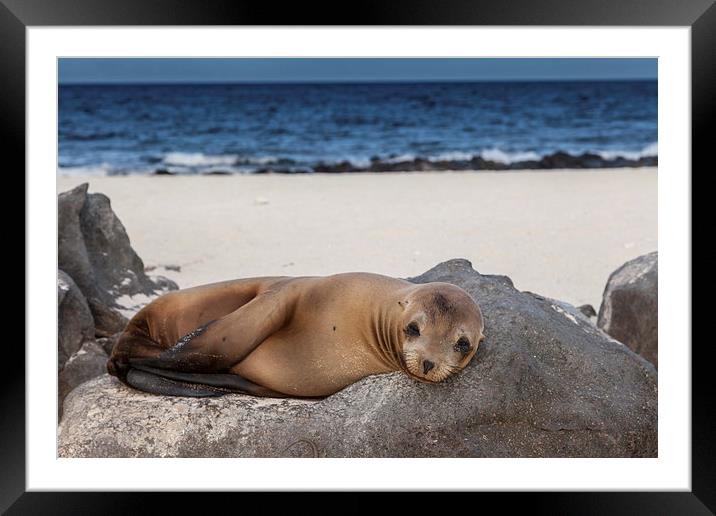 Sea Lion Pup Framed Mounted Print by Gail Johnson