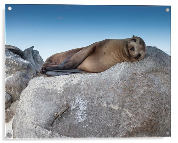 Sea Lion Pup Acrylic by Gail Johnson