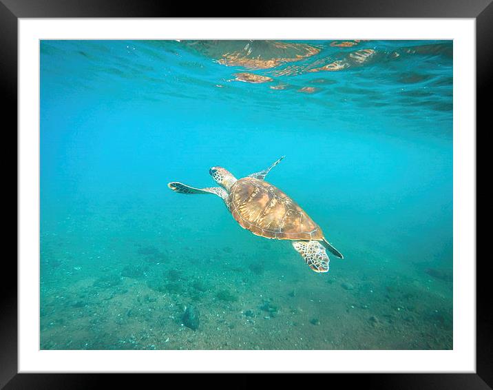  Turtle Framed Mounted Print by Gail Johnson