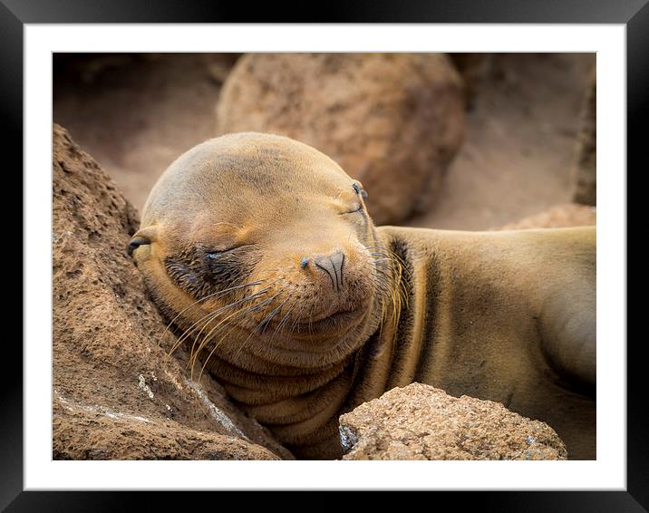 Sea Lion Pup Framed Mounted Print by Gail Johnson