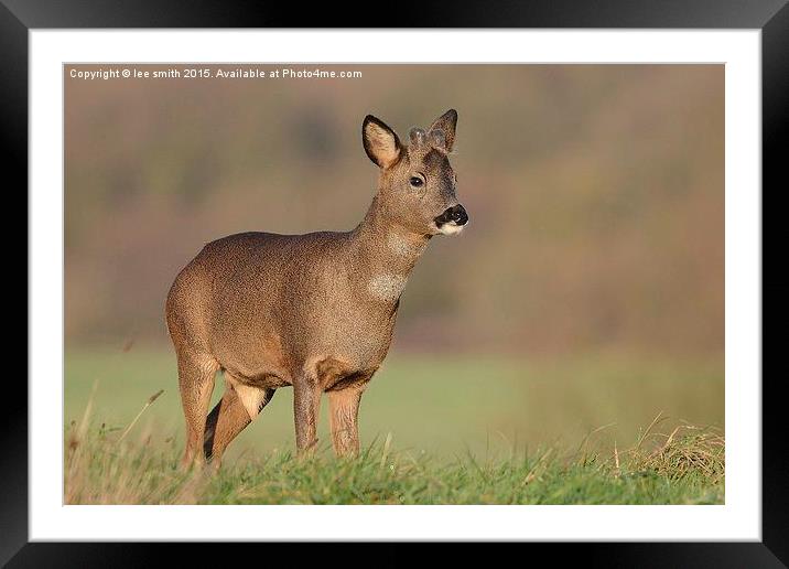  young buck  Framed Mounted Print by lee smith