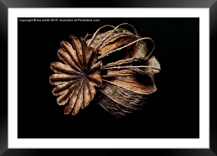  poppy head  Framed Mounted Print by lee smith