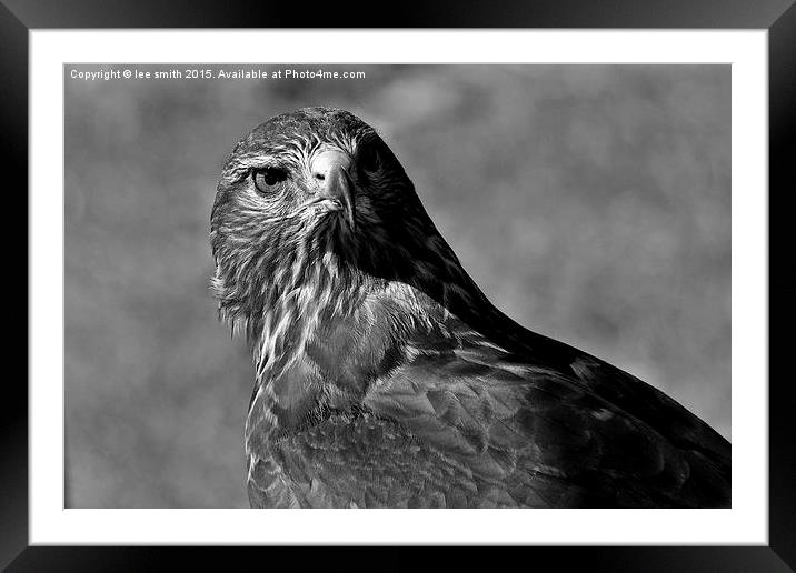  buzzard  Framed Mounted Print by lee smith