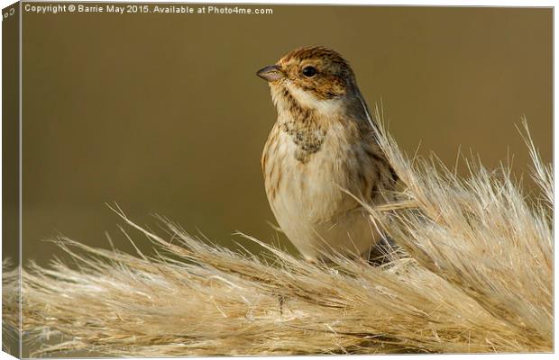 Reed Bunting on Pampas Canvas Print by Barrie May