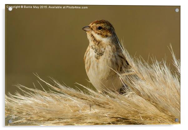 Reed Bunting on Pampas Acrylic by Barrie May