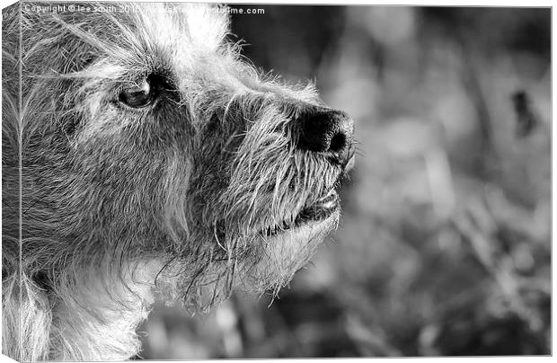  bruce  Canvas Print by lee smith