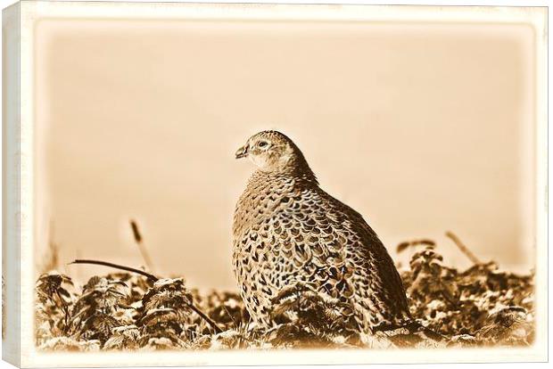  pheasant  Canvas Print by lee smith