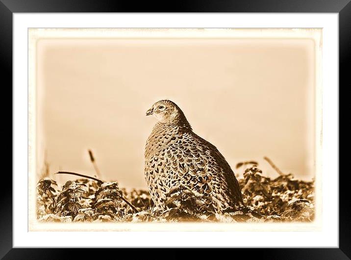  pheasant  Framed Mounted Print by lee smith
