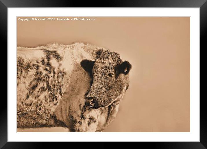  how now brown cow  Framed Mounted Print by lee smith