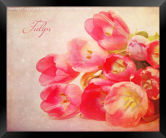  Tulips Framed Print by Fine art by Rina