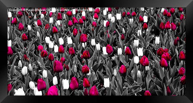 chosen tulips Framed Print by Pavol Olsavsky