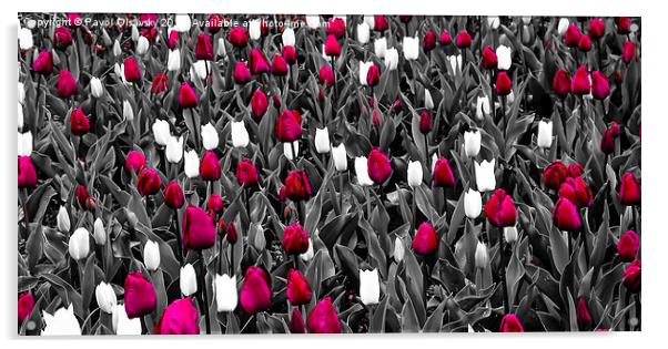 chosen tulips Acrylic by Pavol Olsavsky