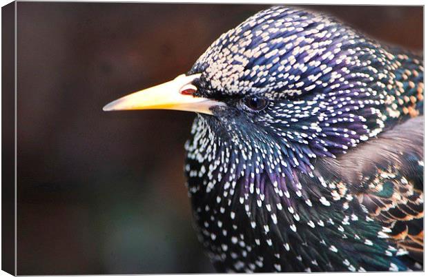  Starling in all its splendour Canvas Print by sylvia scotting