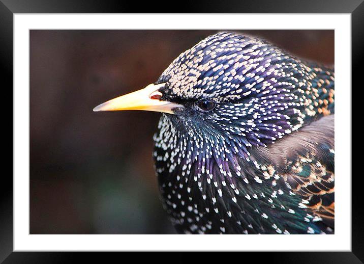  Starling in all its splendour Framed Mounted Print by sylvia scotting