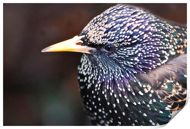  Starling in all its splendour Print by sylvia scotting