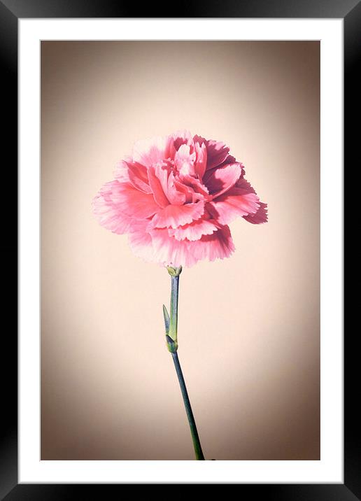  “Lomo Style”  Beautiful garden Pink Framed Mounted Print by Frank Irwin