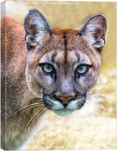 Cougar is watching you  Canvas Print by Susan Sanger