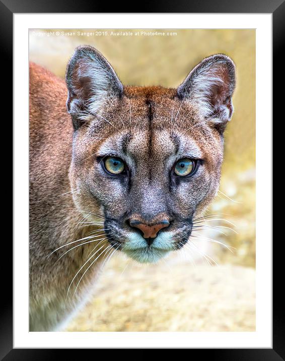 Cougar is watching you  Framed Mounted Print by Susan Sanger